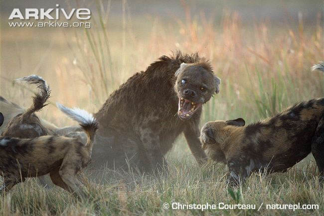 HYENA WILD DOGS FACTS, INFORMATION