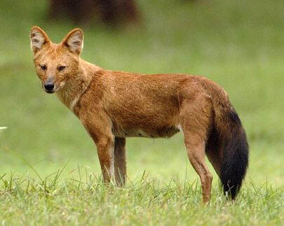 ALPHABETICAL WILD DOG SPECIES LIST - by WWW.ACTIVEWILD.COM