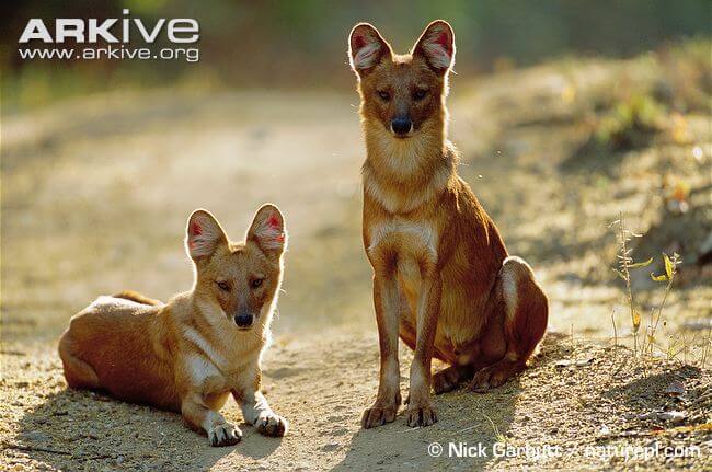 WILD INDIAN DOG DHOLE REPRODUCTION & DEVELOPMENT