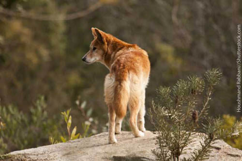 ALPHABETICAL WILD DOG SPECIES LIST - by WWW.ACTIVEWILD.COM