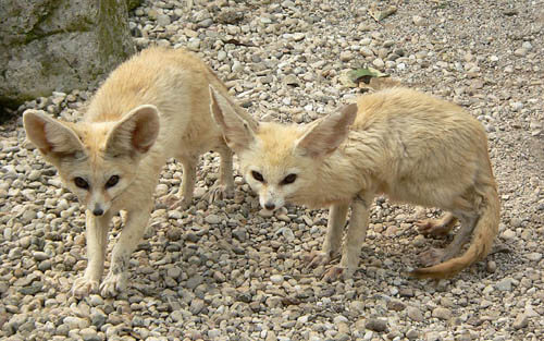 ALPHABETICAL WILD DOG SPECIES LIST - by WWW.ACTIVEWILD.COM