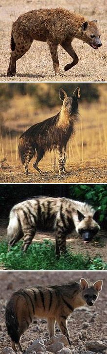 TYPES OF HYENAS by WWW.WIKIPEDIA.ORG