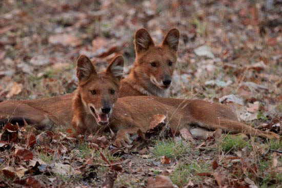 ZOOS WHERE TO SEE WILD DOGS