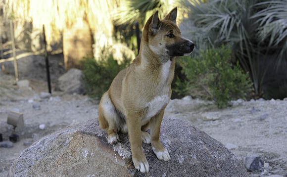 NEW GUINEA SINGING WILD DOG INFORMATION