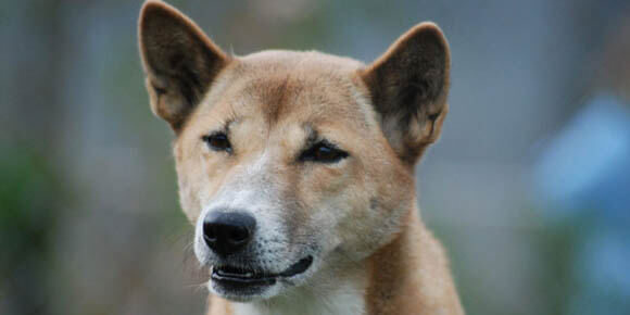 NEW GUINEA SINGING WILD DOG PHOTO PICTURE IMAGE