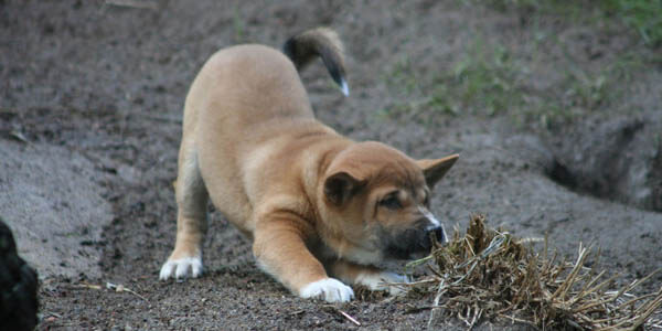 NEW GUINEA SINGING WILD DOG INFORMATION