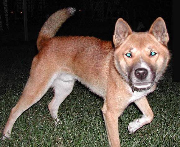 NEW GUINEA SINGING WILD DOG