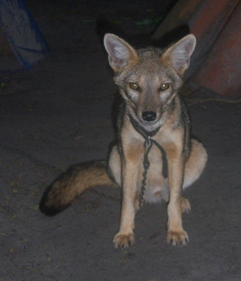 ALPHABETICAL WILD DOG SPECIES LIST - by WWW.ACTIVEWILD.COM