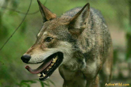 ALPHABETICAL WILD DOG SPECIES LIST - by WWW.ACTIVEWILD.COM