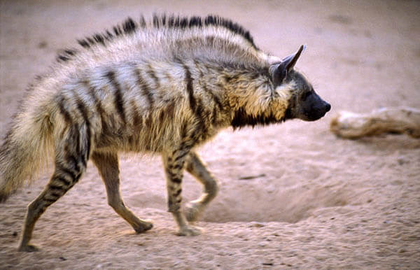 ZOOS WHERE TO SEE WILD DOGS