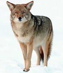 COYOTE: FACTS, INFORMATION, PHOTOS