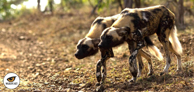 THE MYSTERIOUS AFRICAN WILD DOG - MYTHS & FACTS