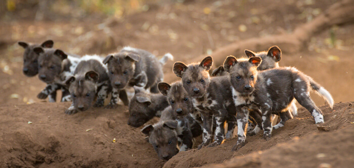 AFRICAN WILD DOG PUPPIES