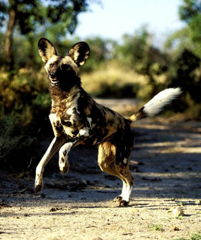 ZOOS WHERE TO SEE WILD DOGS