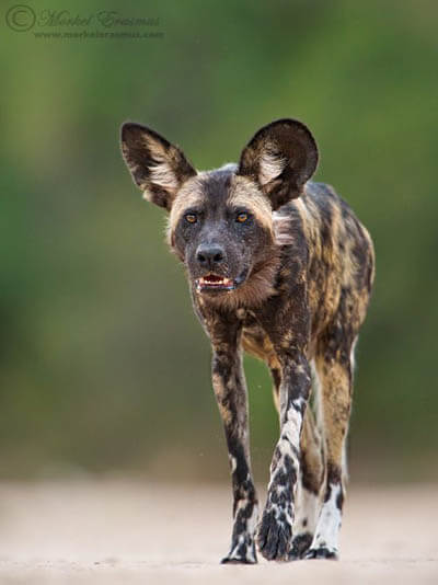 ZOOS WHERE TO SEE WILD DOGS