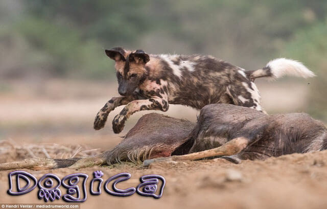 THE MYSTERIOUS AFRICAN WILD DOG - MYTHS & FACTS