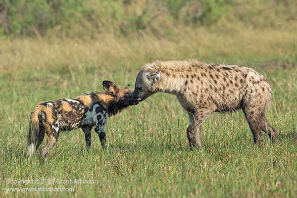 WILD DOGS & PUPPIES - PHYSICAL DESCRIPTION - HABITAT, BEHAVIOR & POPULATION