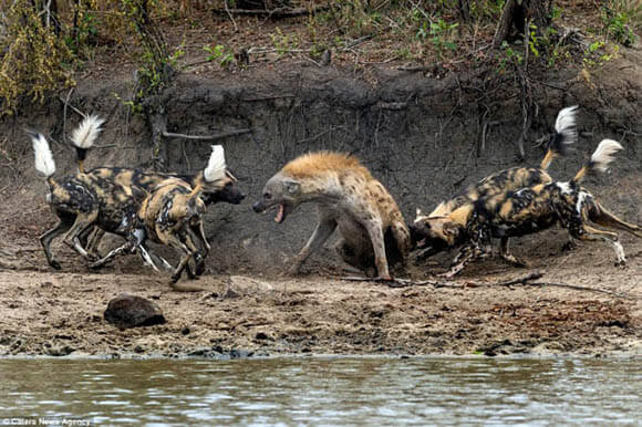 ZOOS WHERE TO SEE WILD DOGS