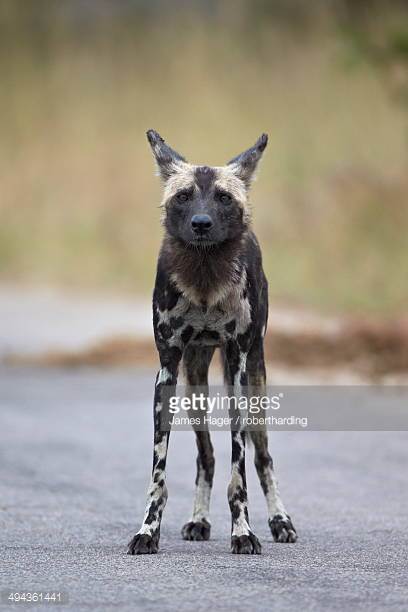 ZOOS WHERE TO SEE WILD DOGS