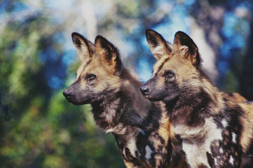 ZOOS WHERE TO SEE WILD DOGS