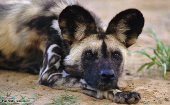 ZOOS WHERE TO SEE AFRICAN WILD DOGS