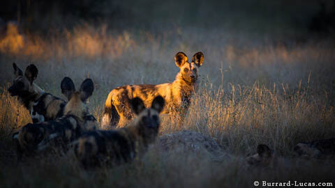 ZOOS WHERE TO SEE WILD DOGS