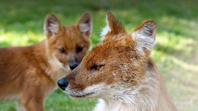 WILD INDIAN DOG DHOLE REPRODUCTION & DEVELOPMENT