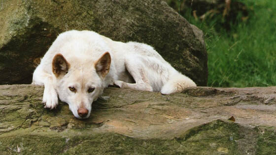 ZOOS WHERE TO SEE WILD DOGS