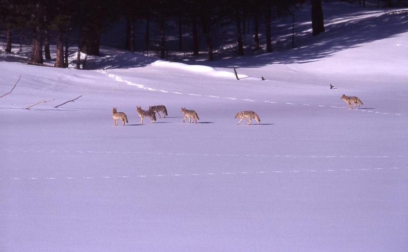 COYOTE: FACTS, INFORMATION, PHOTOS