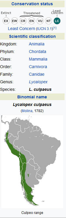 CULPEO WILD DOG - THIS INFORMATION (c) by WWW.WIKIPEDIA.ORG