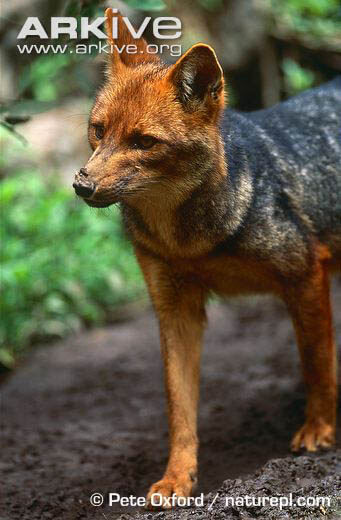 CULPEO WILD DOG