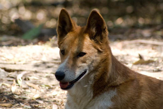 ZOOS WHERE TO SEE WILD DOGS