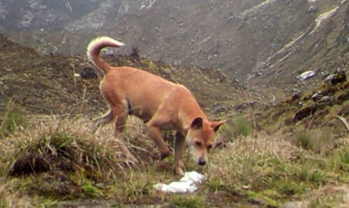 NEW GUINEA SINGING WILD DOG INFORMATION