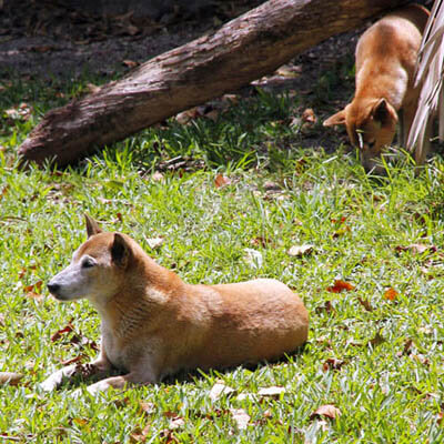 NEW GUINEA SINGING DOG