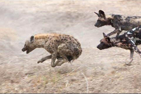 HYENA WILD DOGS FACTS, INFORMATION