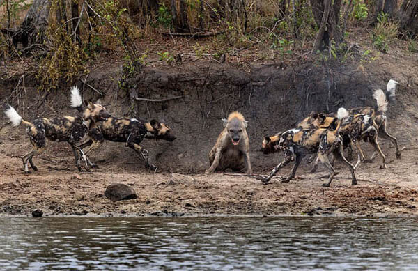 ZOOS WHERE TO SEE WILD DOGS