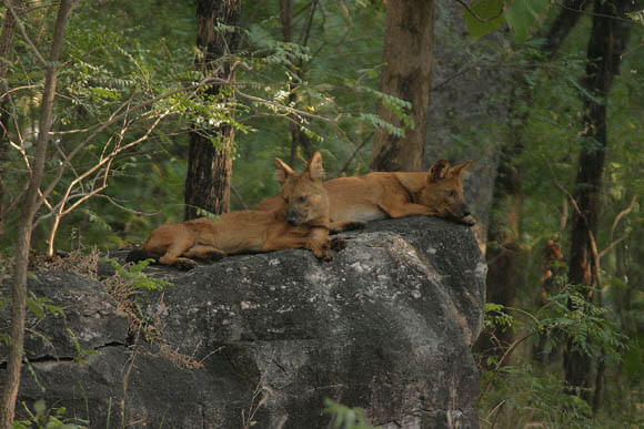 ZOOS WHERE TO SEE WILD DOGS