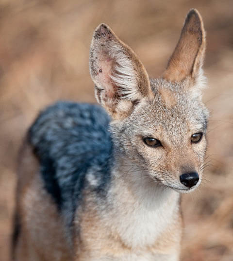 JACKAL FACTS, INFORMATION, PHOTOS