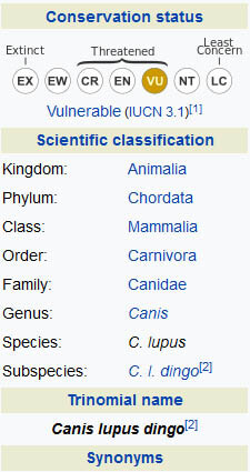 NEW GUINEA SINGING WILD DOG INFORMATION by WWW.WIKIPEDIA.ORG