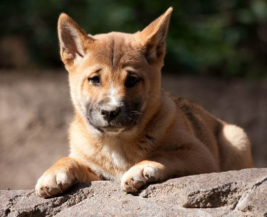 NEW GUINEA SINGING WILD DOG