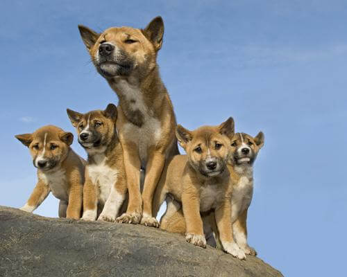 NEW GUINEA SINGING WILD DOG PHOTO PICTURE IMAGE