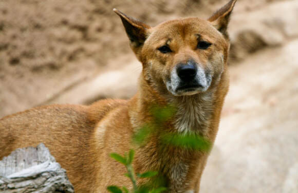 NEW GUINEA SINGING DOG