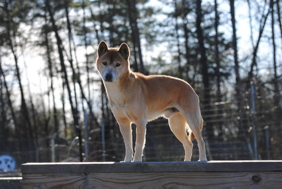 NEW GUINEA SINGING DOG