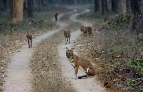 ZOOS WHERE TO SEE WILD DOGS