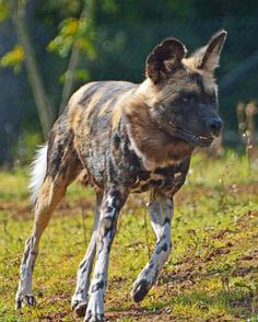 ZOOS WHERE TO SEE WILD DOGS