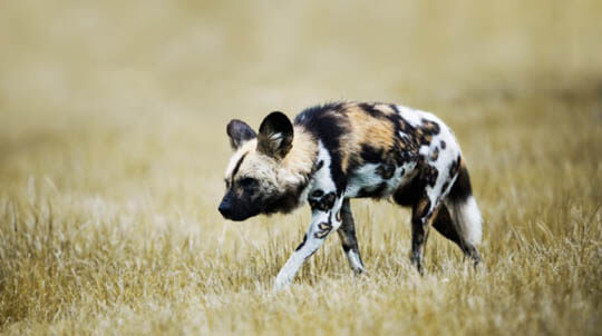 ZOOS WHERE TO SEE WILD DOGS