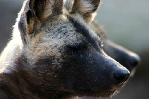 ZOOS WHERE TO SEE WILD DOGS