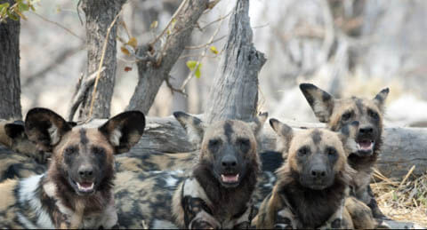 ZOOS WHERE TO SEE WILD DOGS