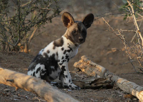 ZOOS WHERE TO SEE WILD DOGS