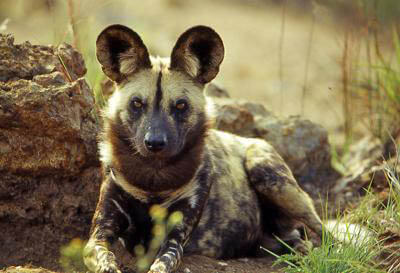 ZOOS WHERE TO SEE WILD DOGS